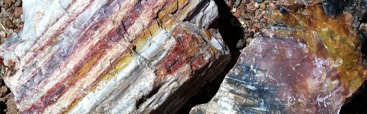 bois fossilisé pétrifié