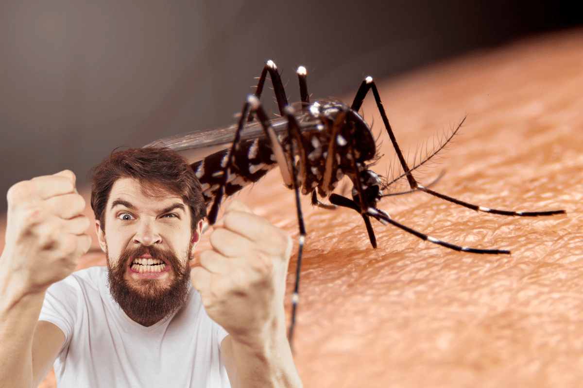 Moustiques : la méthode de cet expert pour les éradiquer va vous surprendre... !